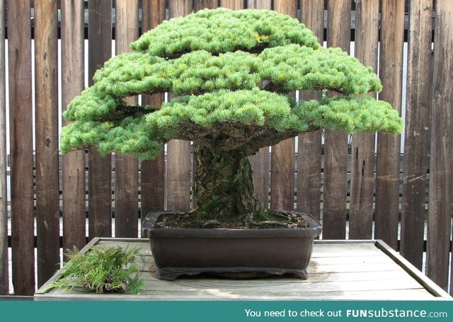 400 year old White Pine bonsai that survived the Hiroshima bombing