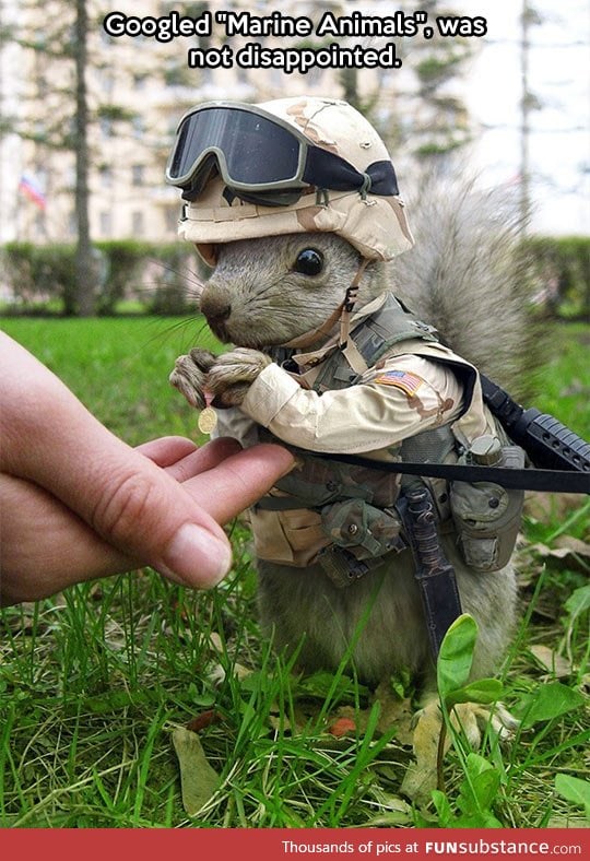 Marine squirrel