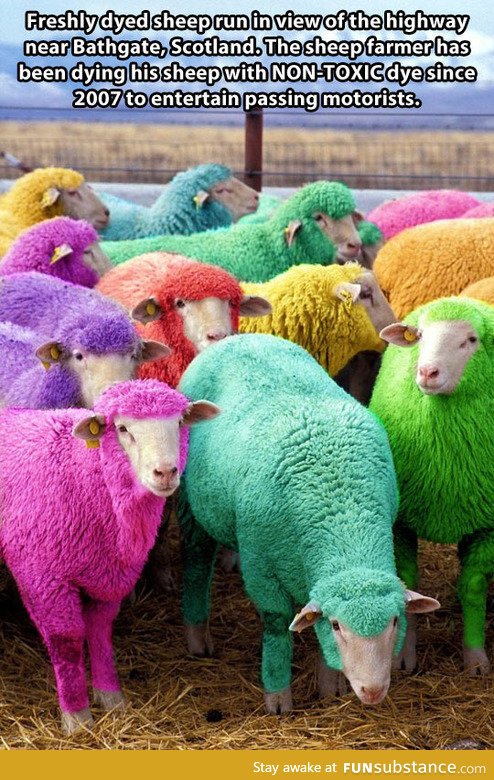 Colorful sheep