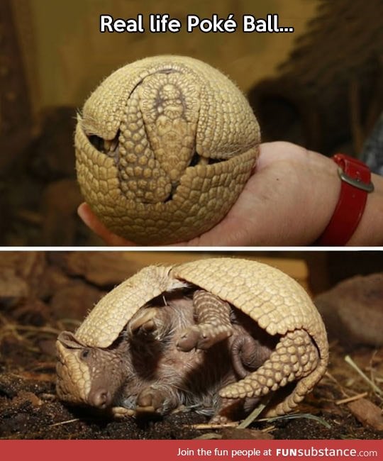 Armadillo, I choose you