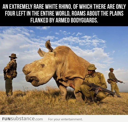 Extremely Rare White Rhino