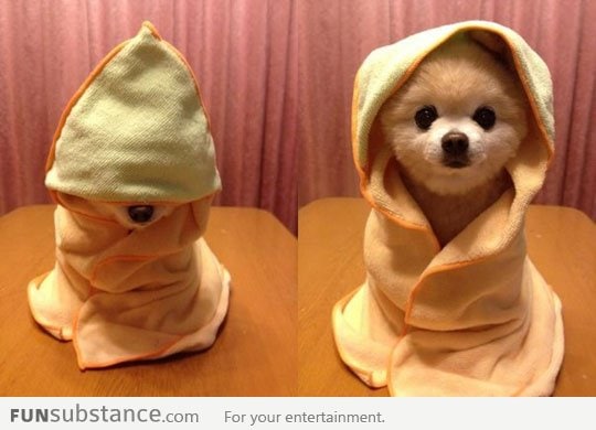 Assassin Dog