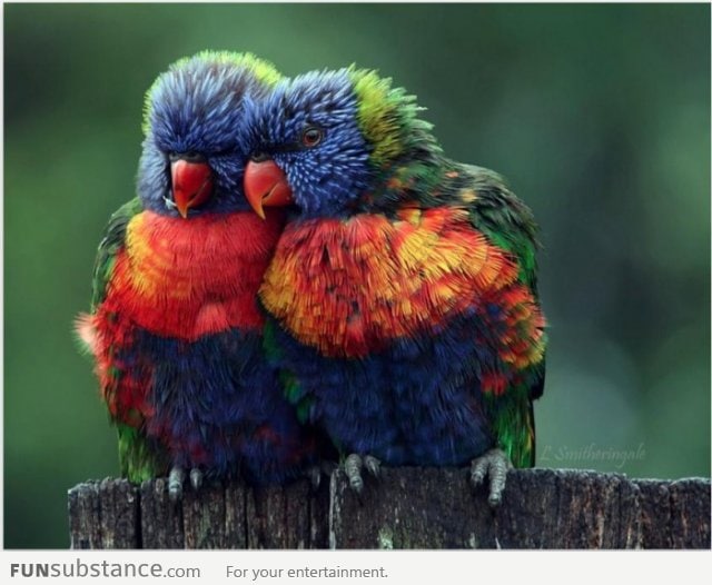 Rainbow parrots