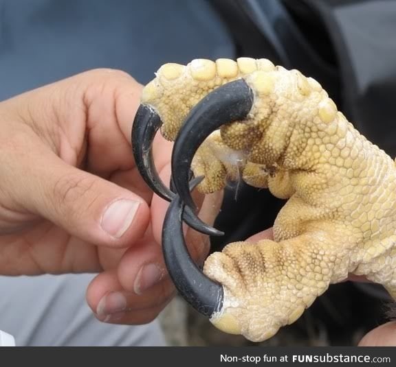 Ever wonder how big an eagle talon is?