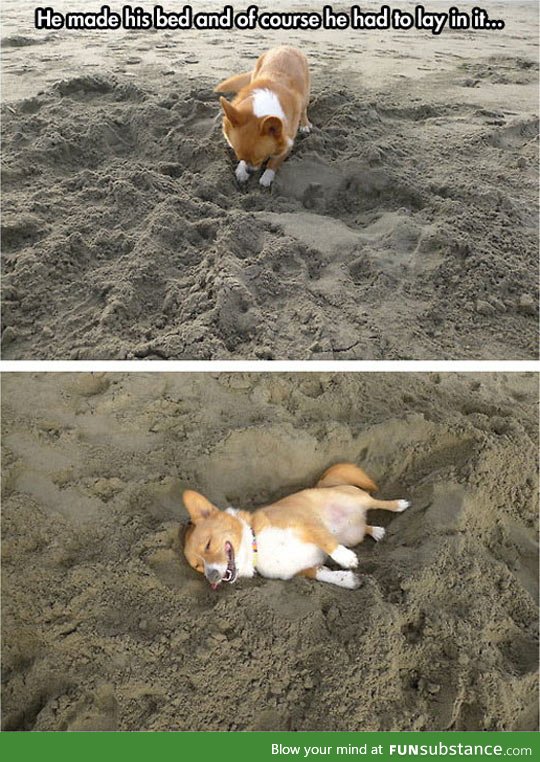 Corgi at the beach