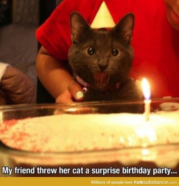 Cat party