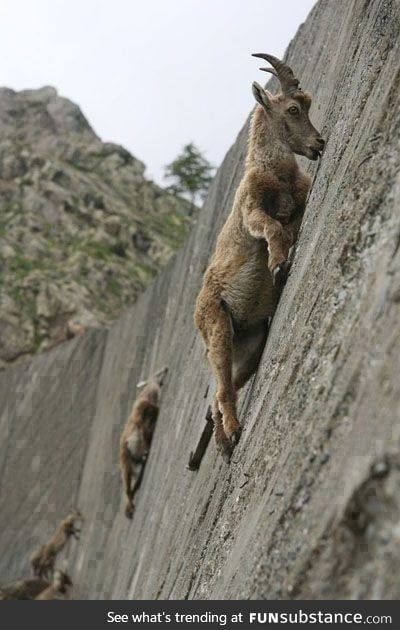 Goats.. they climb up every hill..