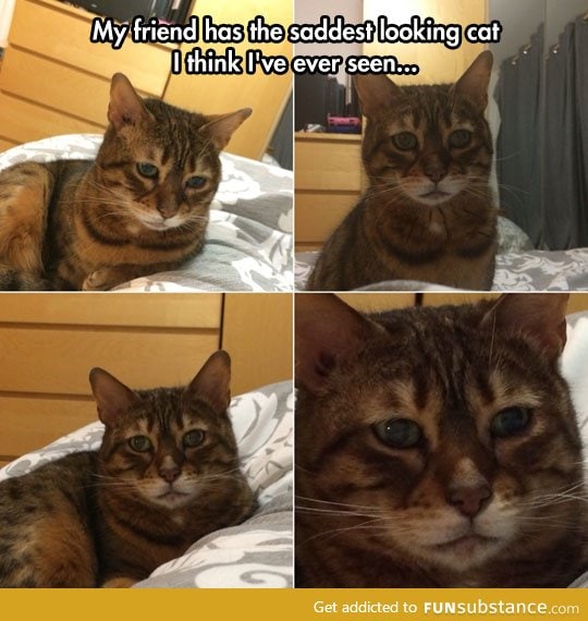 The saddest cat in the world