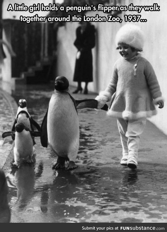 I want to go for a walk with a penguin