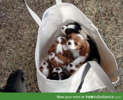 If you're having a bad day, here's a bag of puppies!