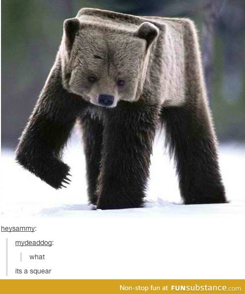 Square bear