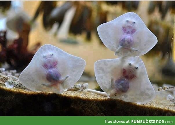 ALIENS TRAPPED IN RAVIOLI lol nah just baby stingrays