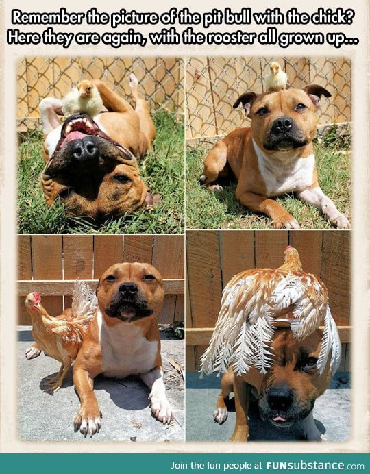 Pit bull and chick, now pit bull and chicken