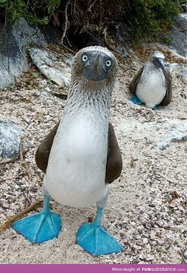 I present you: the blue footed b**by ( yes that's it's actual name)