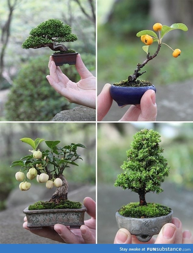 Bonsai!