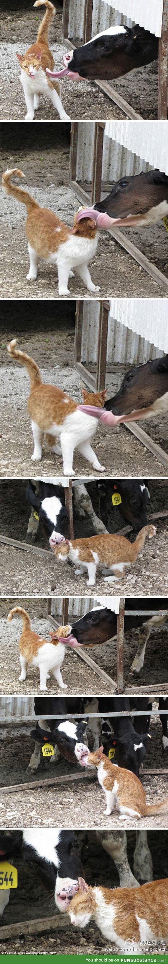 Cat takes a bath