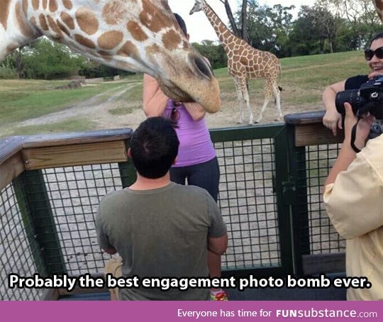 Giraffes, always ruining everything