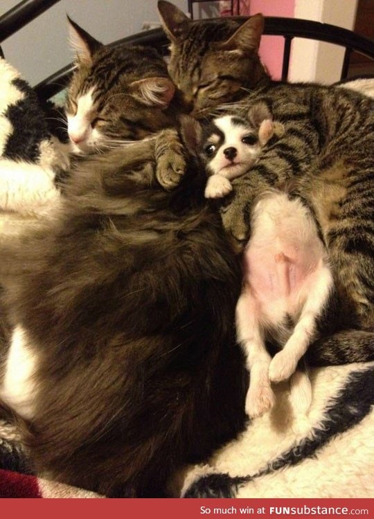 Unsure puppy cuddling with his adoptive cat family