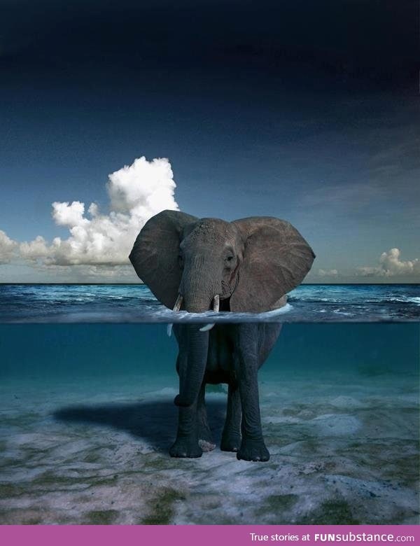 Elephant in the water