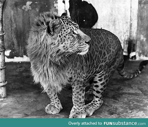 This is a Leopon (Lion and Leopard crossbreed)