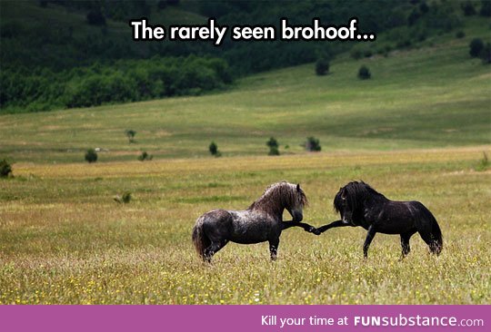 The horses bro-hoof