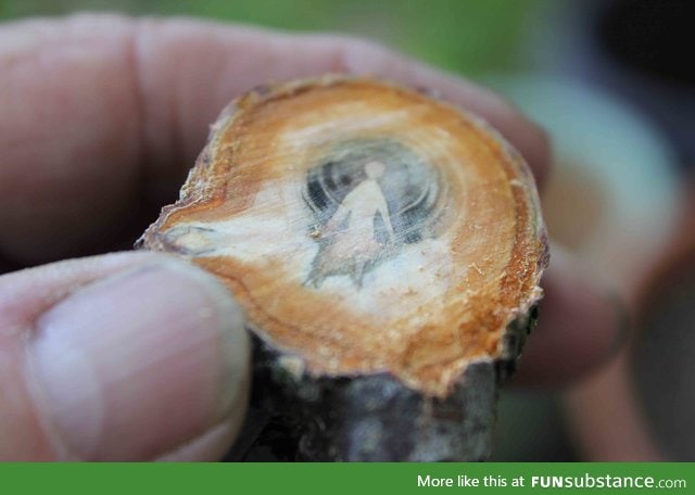 Inside the branch of an apricot tree