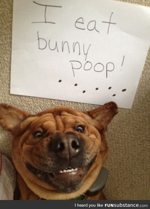 I EAT BUNNY POOP!