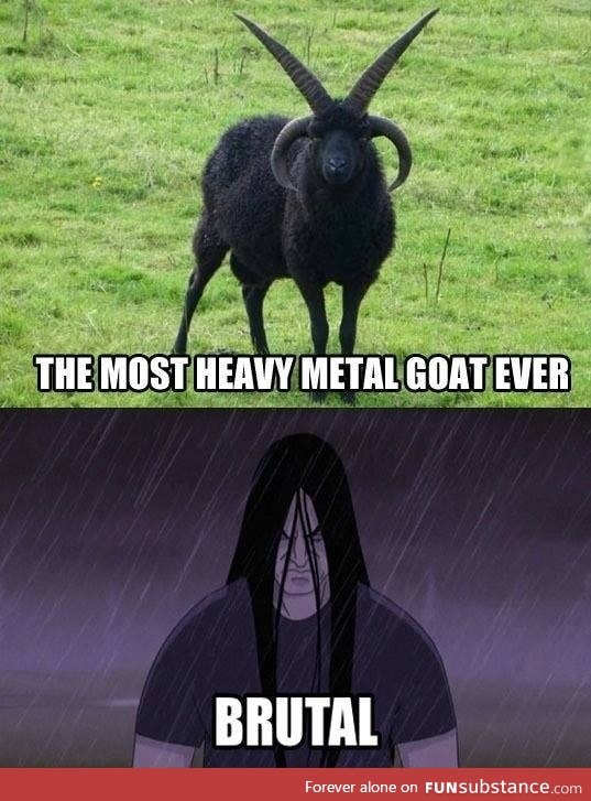 Most metal goat ever!!!