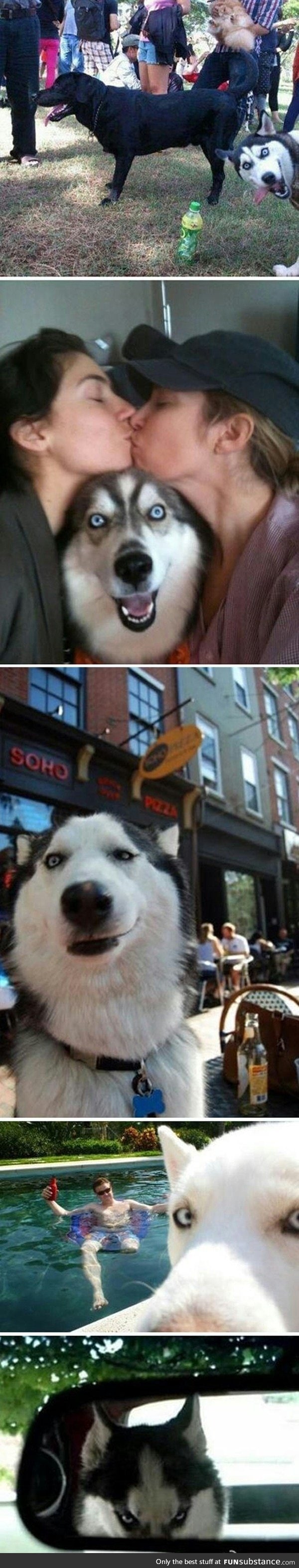 Dog photo bombs