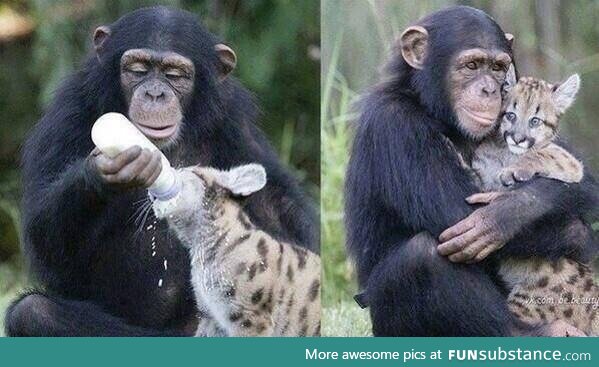 A chimp bottle feeding a leopard