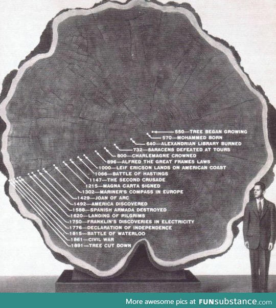 Life Of a Tree From 550 To 1891