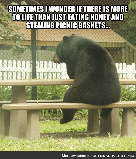 Existentialist bear