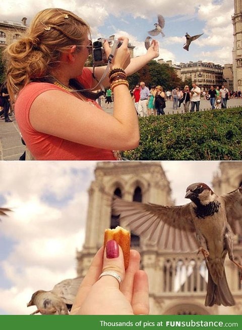 Have Cake. Have Camera. All I Need Are Birds....