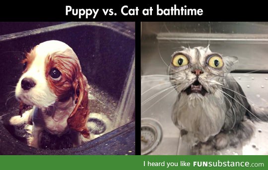 Puppy vs cat bathtime