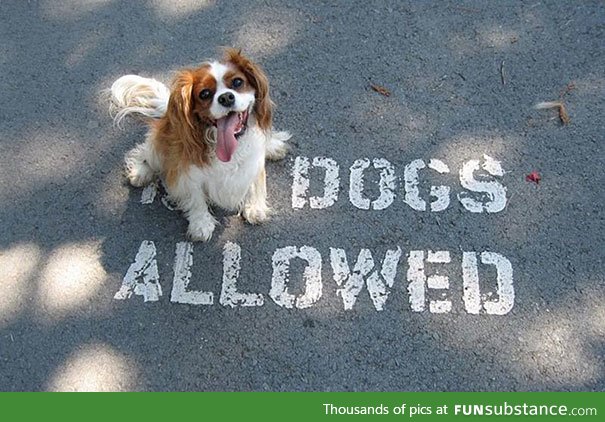 Dogs Allowed