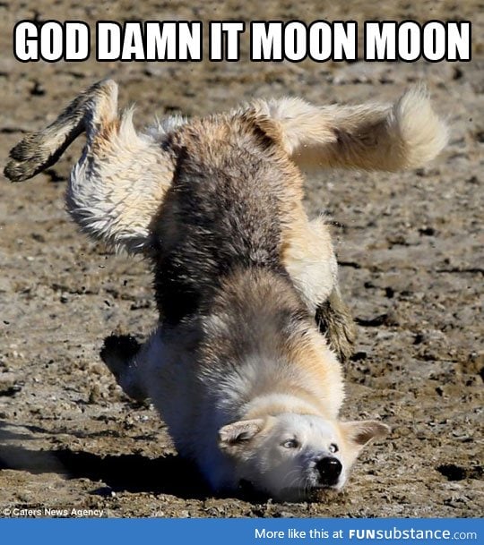 Moon Moon is at it again