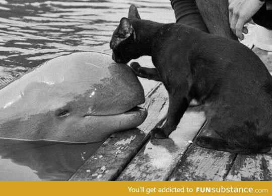 Cat kissing a baby beluga whale