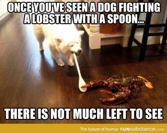 Dog fighting a lobster