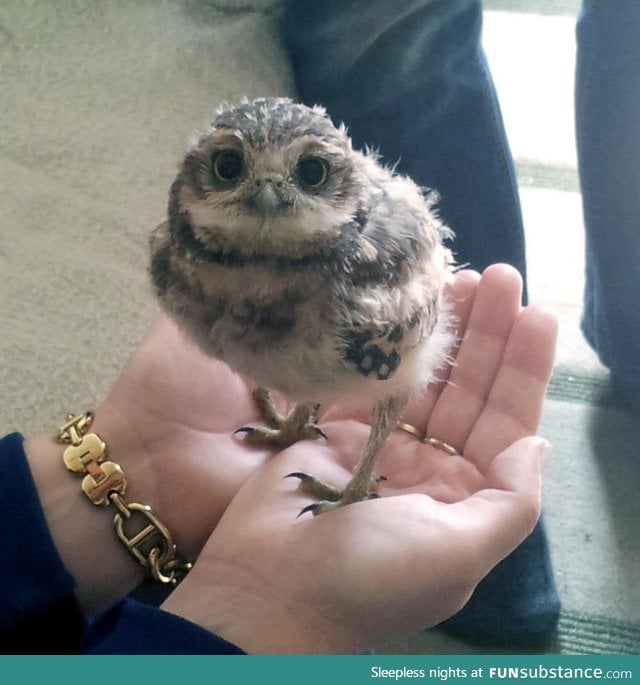 This is Arthur, a young burrowing owl