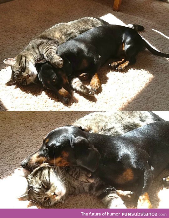 Found my cat and dachshund cuddling together in the sun