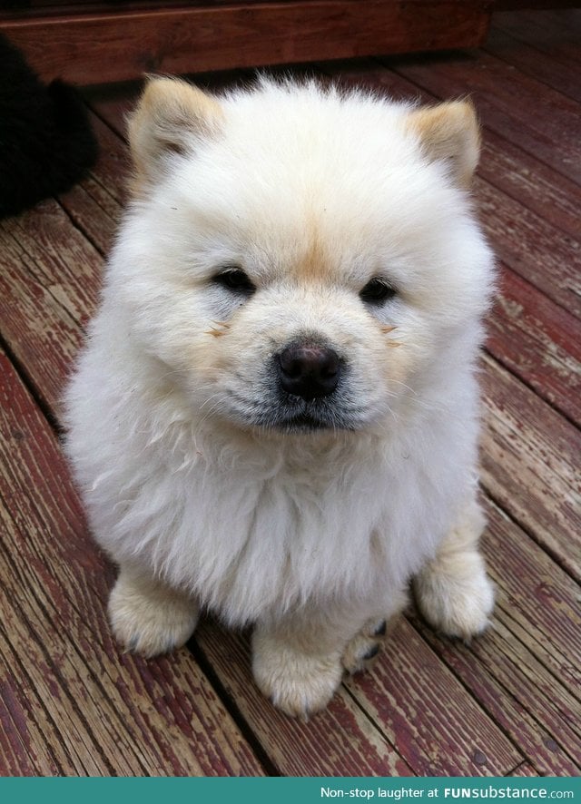 This is Archie the Chow Chow