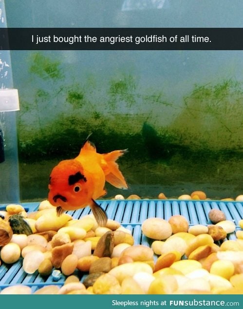 Grumpy fish