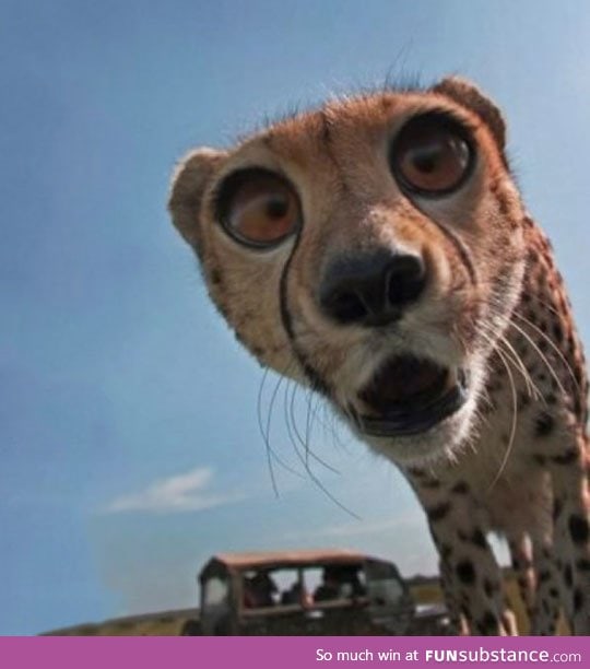 Cheetah derping into the camera