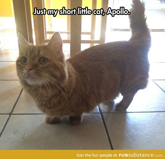 It's a Cat Version Of a Corgi