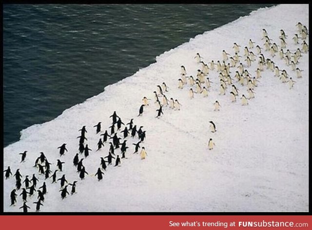 For antarctica!