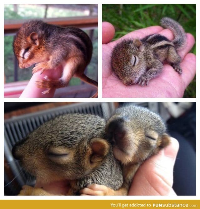 Abandoned Chipmunks I fostered last year