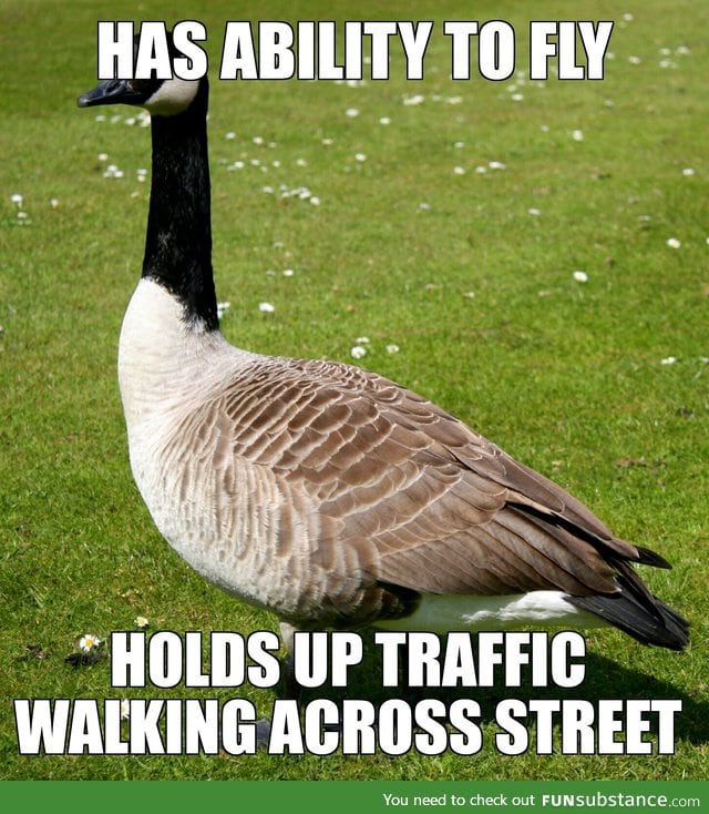 Scumbag Canadian goose