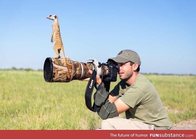 Every photographer needs a spotter meerkat