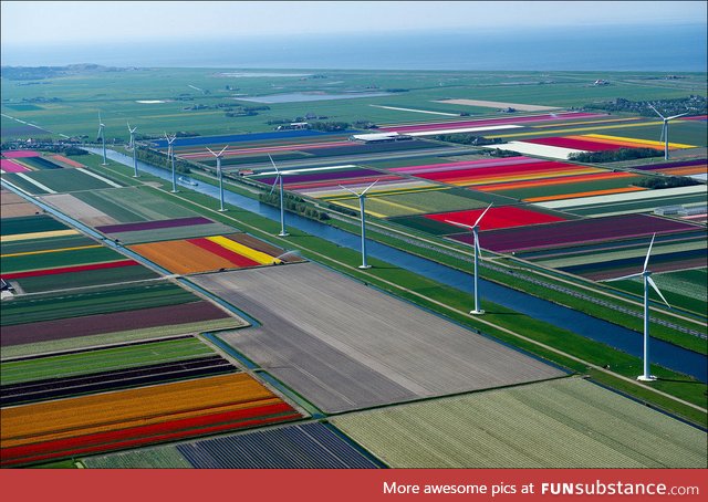 Tulip fields in Holland