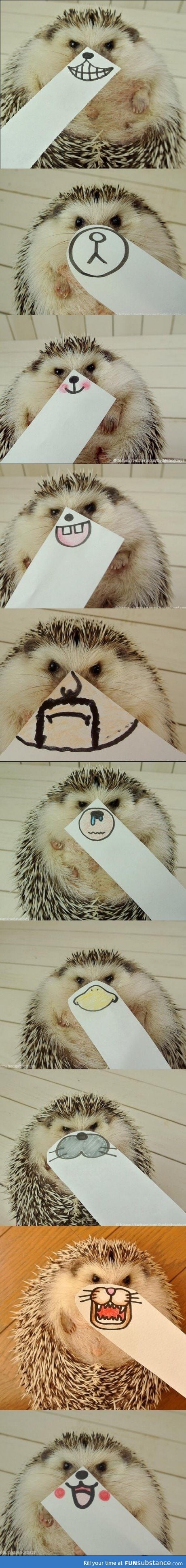 Hedgehog pokemons